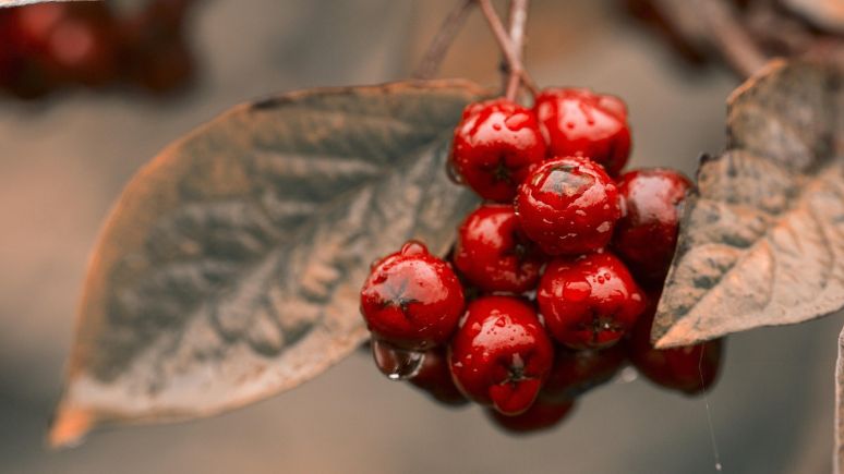 Berries