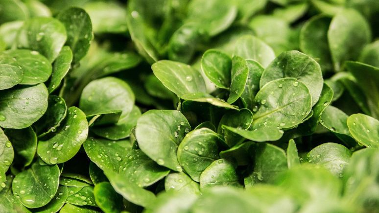 Leafy Greens